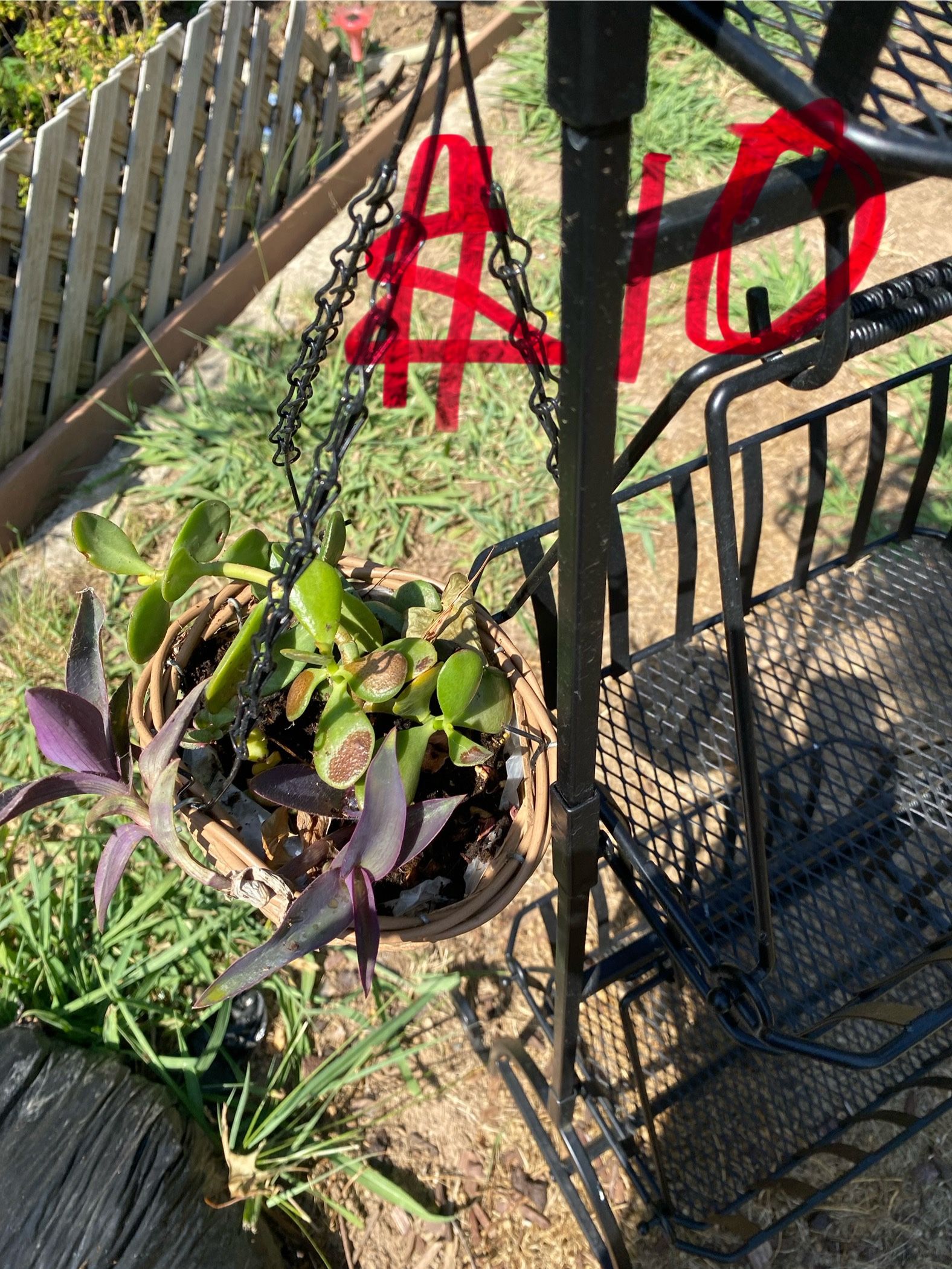 Live Succulent Plants