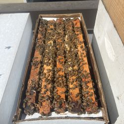 Honeybee Nucleus Hive - 5 frames