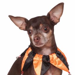 Rubies Pet Shop Boutique Halloween Hats For Dogs - Jester Collar, Size M/L