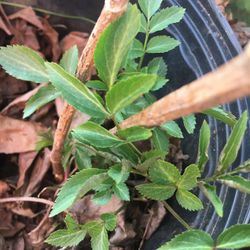 Elderberry Heirloom 100 Year Old Variety