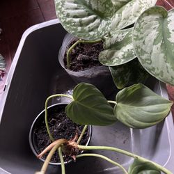 Satin photos And Philodendron Columbia Platinum