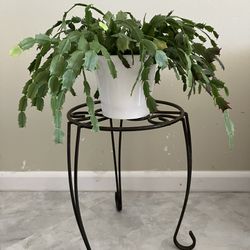 Plant Stand - Metal with Swirl Design