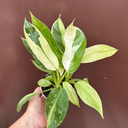 4” philodendron jose buono 