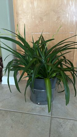 Large Healthy Green Houseplant – Beautiful & Full