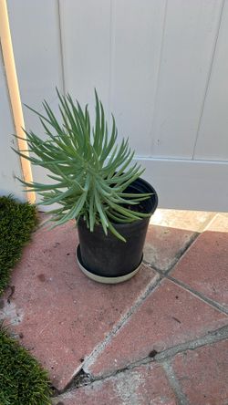 Dwarf Plant
