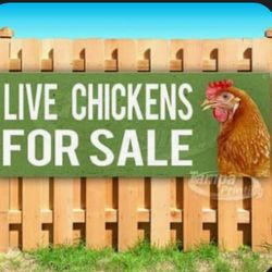 Gallinas De Venta