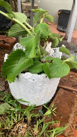 Plant P