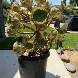 Aeonium Arboreum Succulent  (Drought Tolerant)