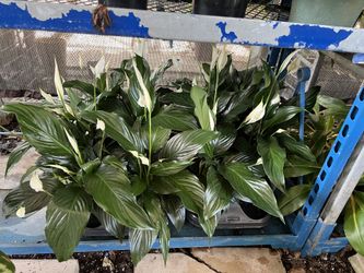 Peace Lily in 6” pot. SPECIAL PRICE 🤩