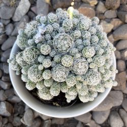 Thimble Cactus 