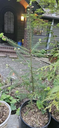 Fir Tree