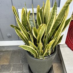 Snake Plant / Mother-in-law's Tongue