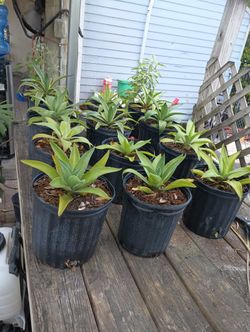Agave 3 Gal