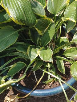 Hosta Queen Josephine