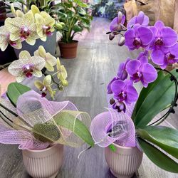 Orchids Arrangements From $35-85