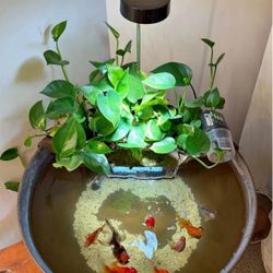 Aquascape AquaGarden Container Water Feature Kif - indoor & Outdoor Mini Pond with Waterfall Fountain