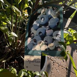 Spartan Blueberry Plant