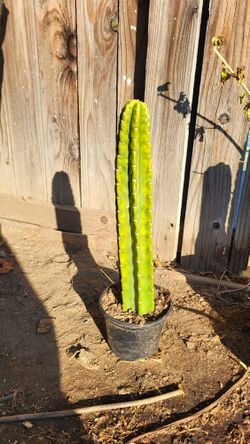 Cactus Cactuses San PedroPlant