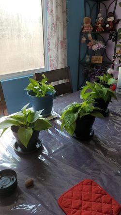 philodendron
