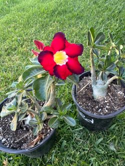 Rosa del Desierto