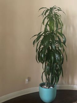 Plant indoor
