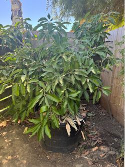 Hass avocado tree’s