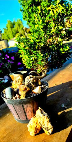 Bonsai 5 yrs old