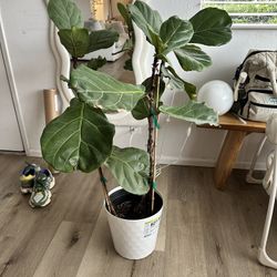Fig Plant Indoors
