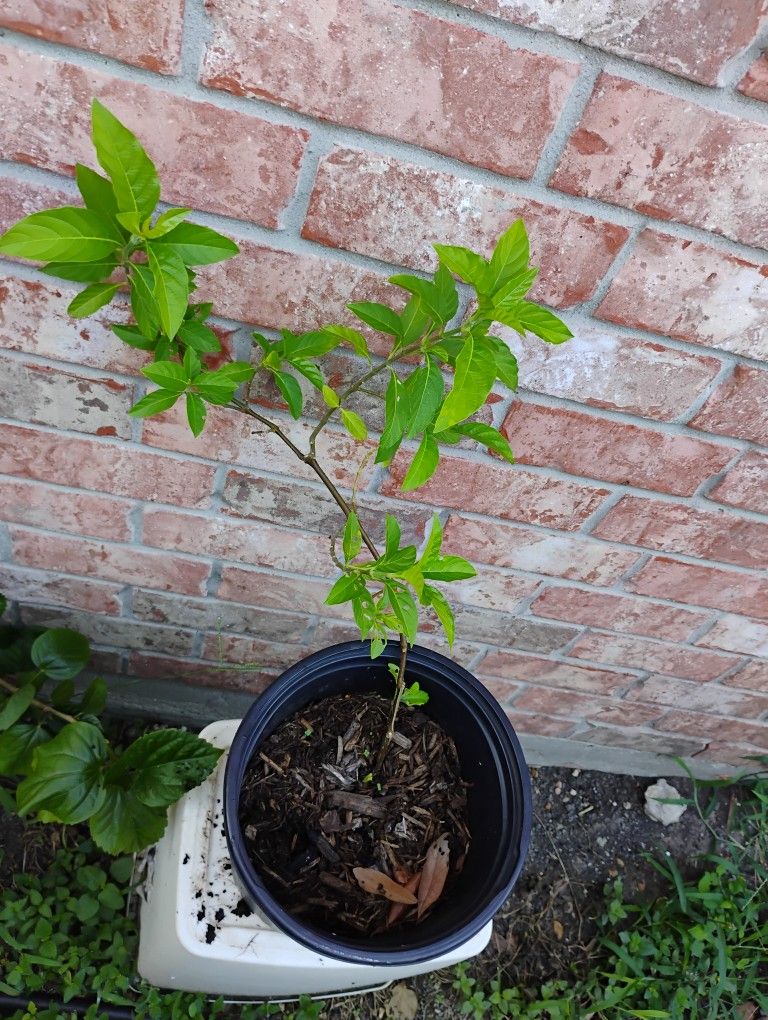 Muicle Plant