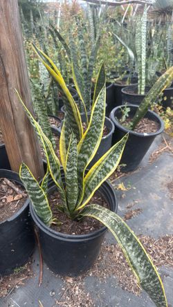 Snake plant mother-in-law tongue