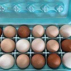 Fresh Eggs