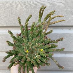 4” Medusa Succulent