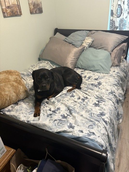 Full Bed, Mattress, Box Spring, & Mattress Topper