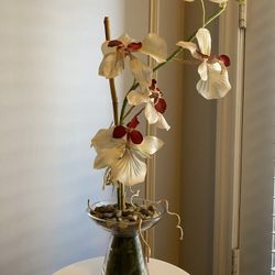 Orchid 