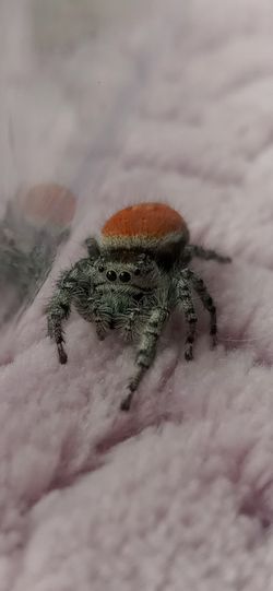 Phidippus Adumbratus (Jumping Spider) "Replica"  