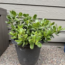 Lucky Jade Plant With Container 