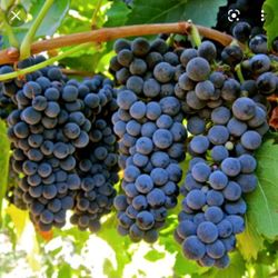 Champagne Seeded Grape Vine