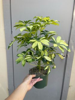 Variegated Schefflera Umbrella House Plant 6” Pot