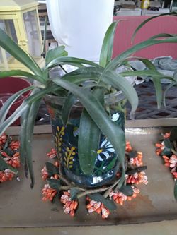 Plant in water