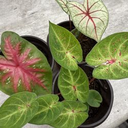 Plants For Sale Caladium 10 Each 