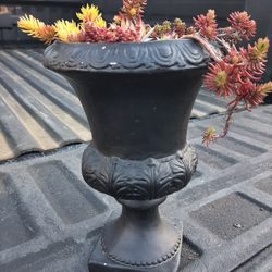 Succulents In Nice Pot $14