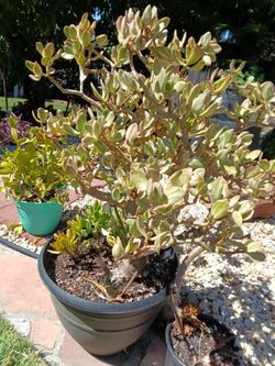Hybrid white and green jade plant it's about 3.5 feet tall