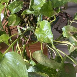 2 Beautiful Lush Pothos (has Mealybugs!) for Sale in Brooklyn, NY - OfferUp