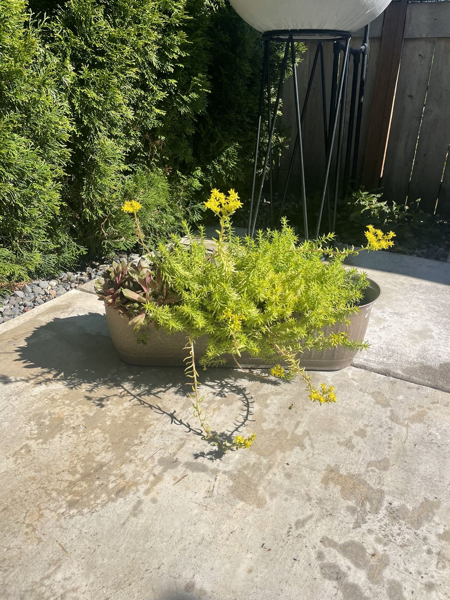 real plants with basket
