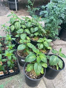 Buenos días gente bonita tengo chiles manzanos de galón. A $15.00  cada una hooooo  en la compra de 3 sería $12.00 cada una en Woodburn 503🌺 c