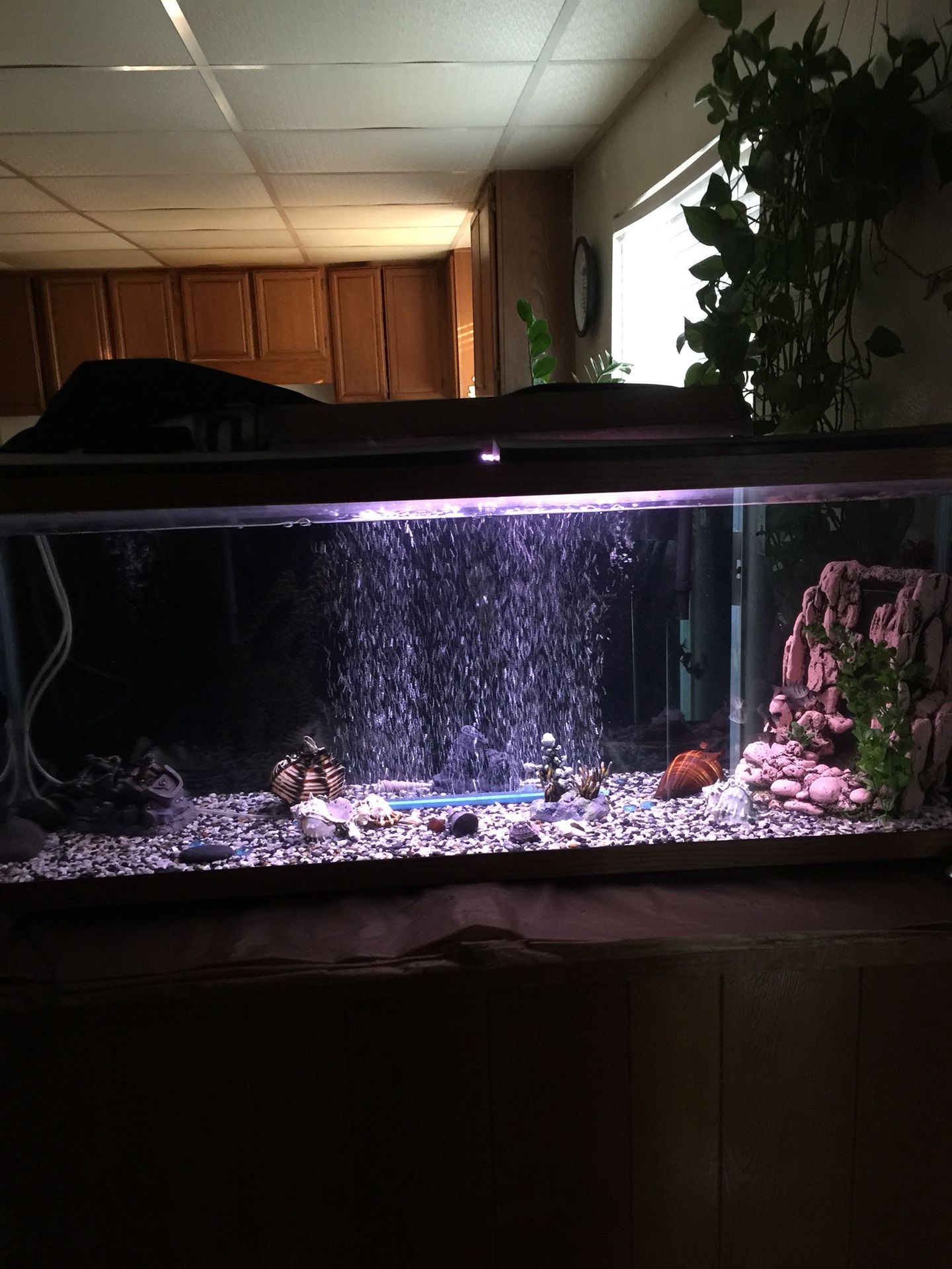 55 gallon fish tank with everything included with 10 fish