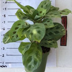 Prayer Plant