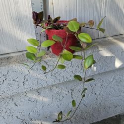 Mona Lisa Lipstick Plant (Ready To Bloom)