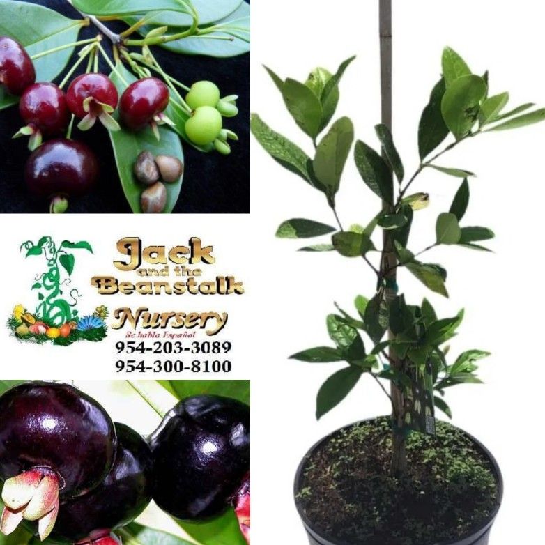Grumichama Brazilian Cherry Dwarf Trees 3gal