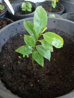 Soursop trees starting at $10